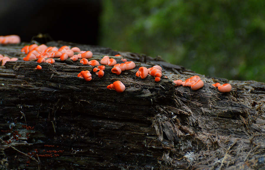 [Lurid Fungi]