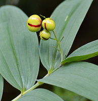 [Wounded Berries]