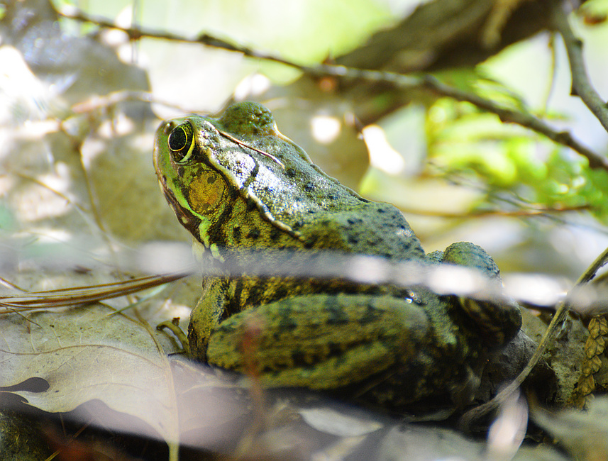[Northern Green Frog]