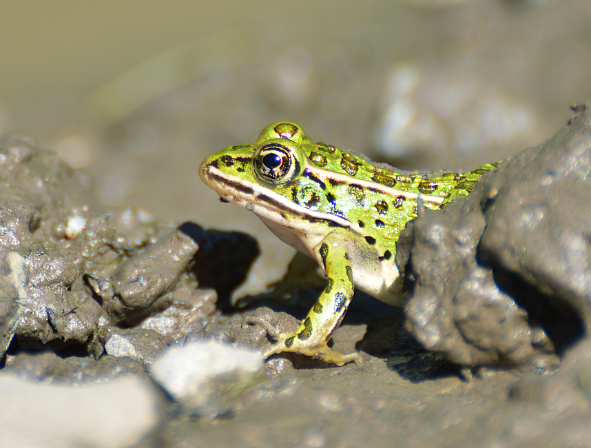 [Leopard Frog]