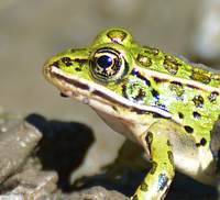[Leopard Frog]