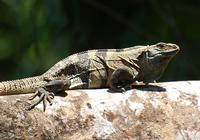 [Forest Iguana]