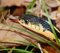 [Garter Snake]
