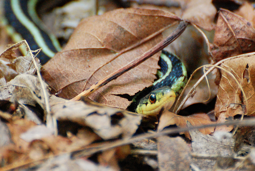 [Garter Snake]