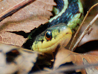[Garter Snake]