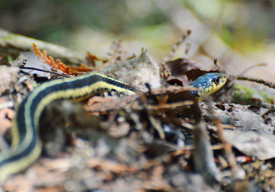 [Garter Snake]