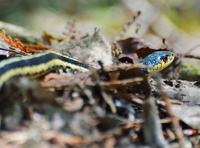[Garter Snake]