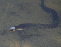 [Northern Water Snake]