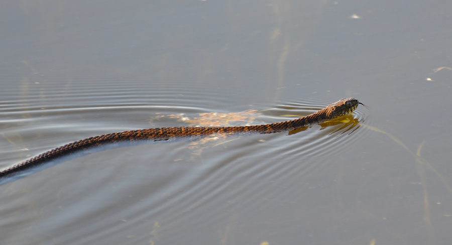 [Northern Water Snake]