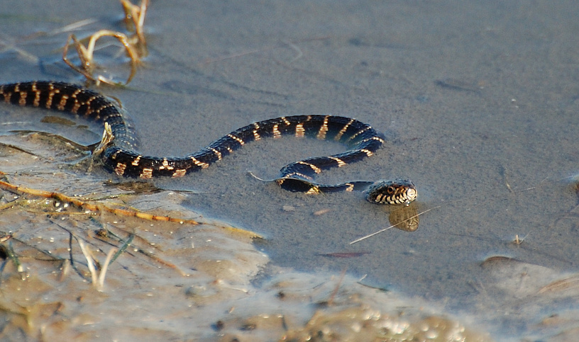 [Water Snake]