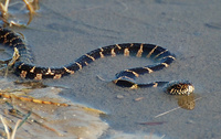 [Water Snake]