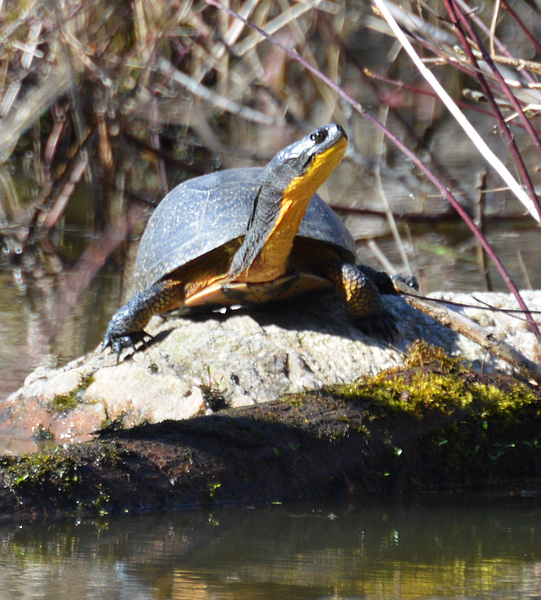 [Blanding's Turtle]