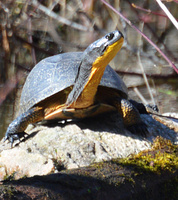 [Blanding's Turtle]