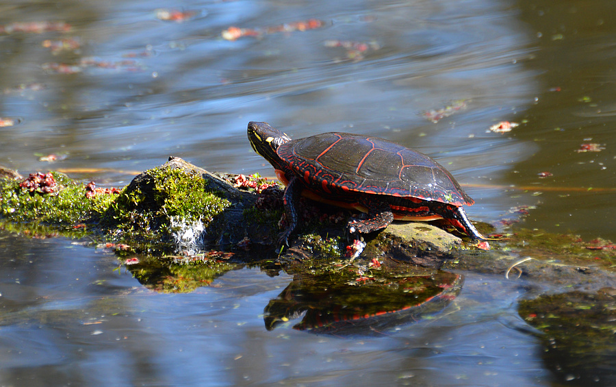 [Painted Turtle]