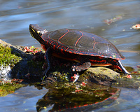 [Painted Turtle]
