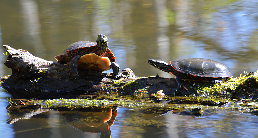 [Painted Turtles]