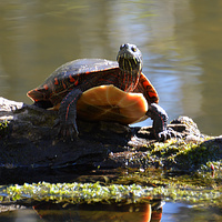 [Painted Turtles]
