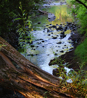 [Watts Creek]